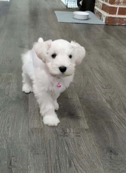 Miniature Schnauzer - Testimonial - Robin Fore-Williams