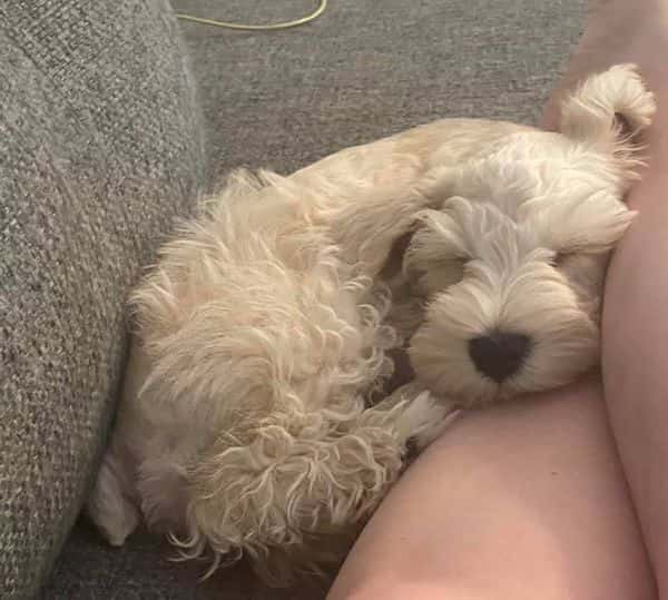 Miniature Schnauzer - Testimonial - Hillary Wil